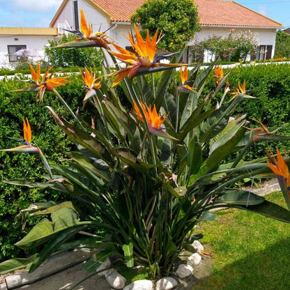 Buy Bird of Paradise (Strelitzia Reginae) Crane flower - Plant Online at Lalitenterprise