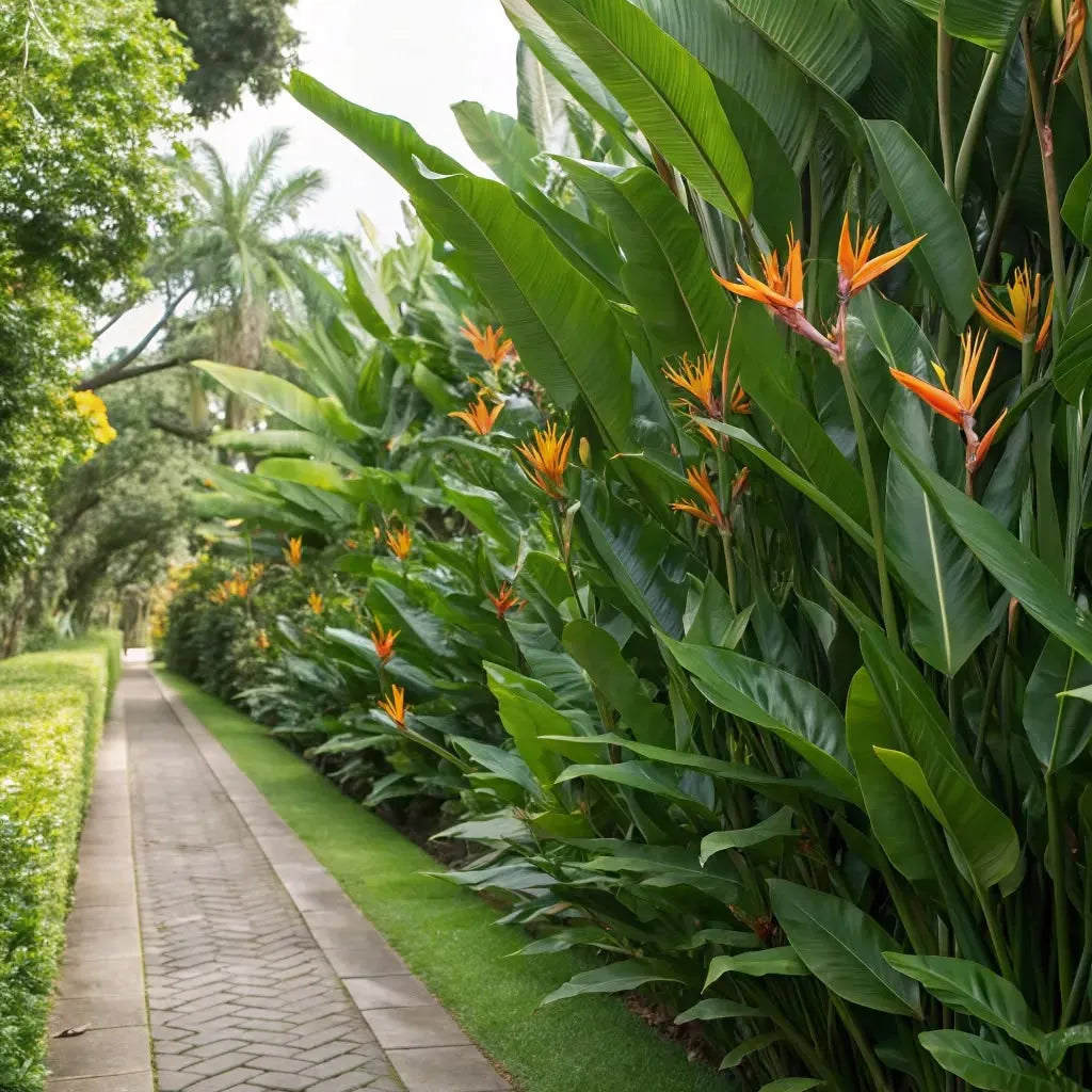 Buy Bird of Paradise (Strelitzia Reginae) Crane flower - Plant Online at Lalitenterprise