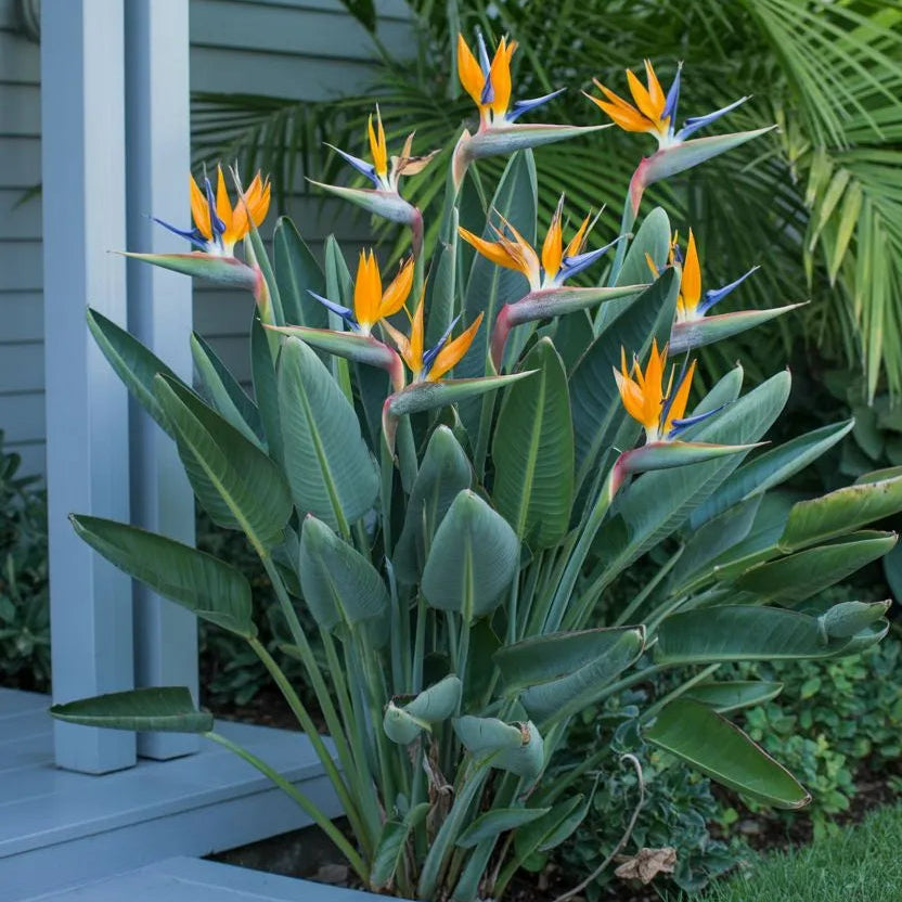 Buy Bird of Paradise (Strelitzia Reginae) Crane flower - Plant Online at Lalitenterprise