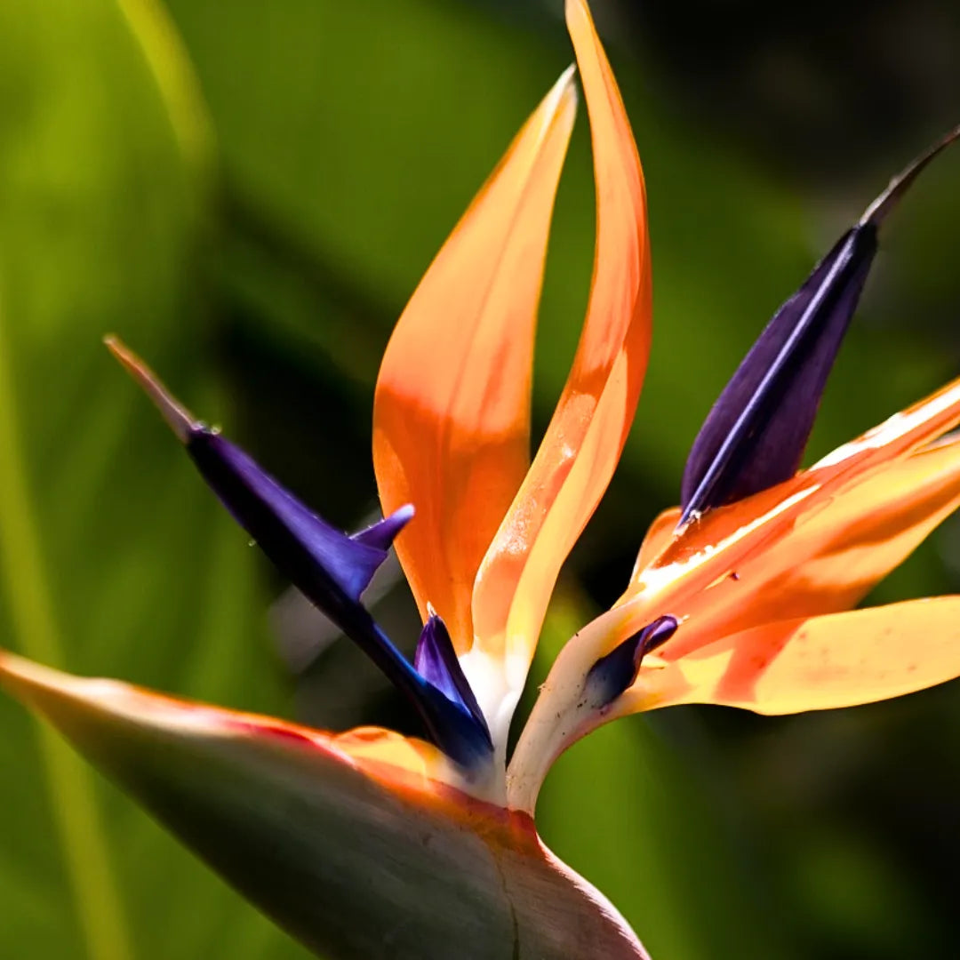 Buy Bird of Paradise (Strelitzia Reginae) Crane flower - Plant Online at Lalitenterprise
