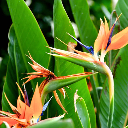 Buy Bird of Paradise (Strelitzia Reginae) Crane flower - Plant Online at Lalitenterprise