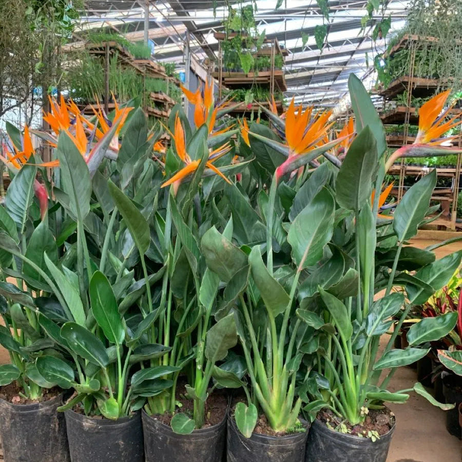 Buy Bird of Paradise (Strelitzia Reginae) Crane flower - Plant Online at Lalitenterprise