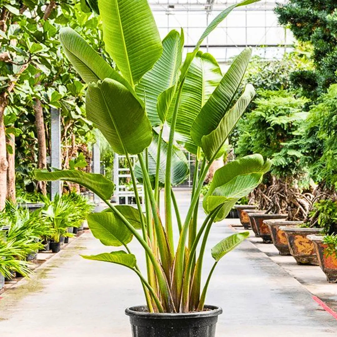 Buy Bird of Paradise "White" (Strelitzia Nicolai) - Plant Online at Lalitenterprise
