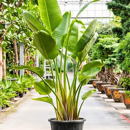 Buy Bird of Paradise "White" (Strelitzia Nicolai) - Plant Online at Lalitenterprise