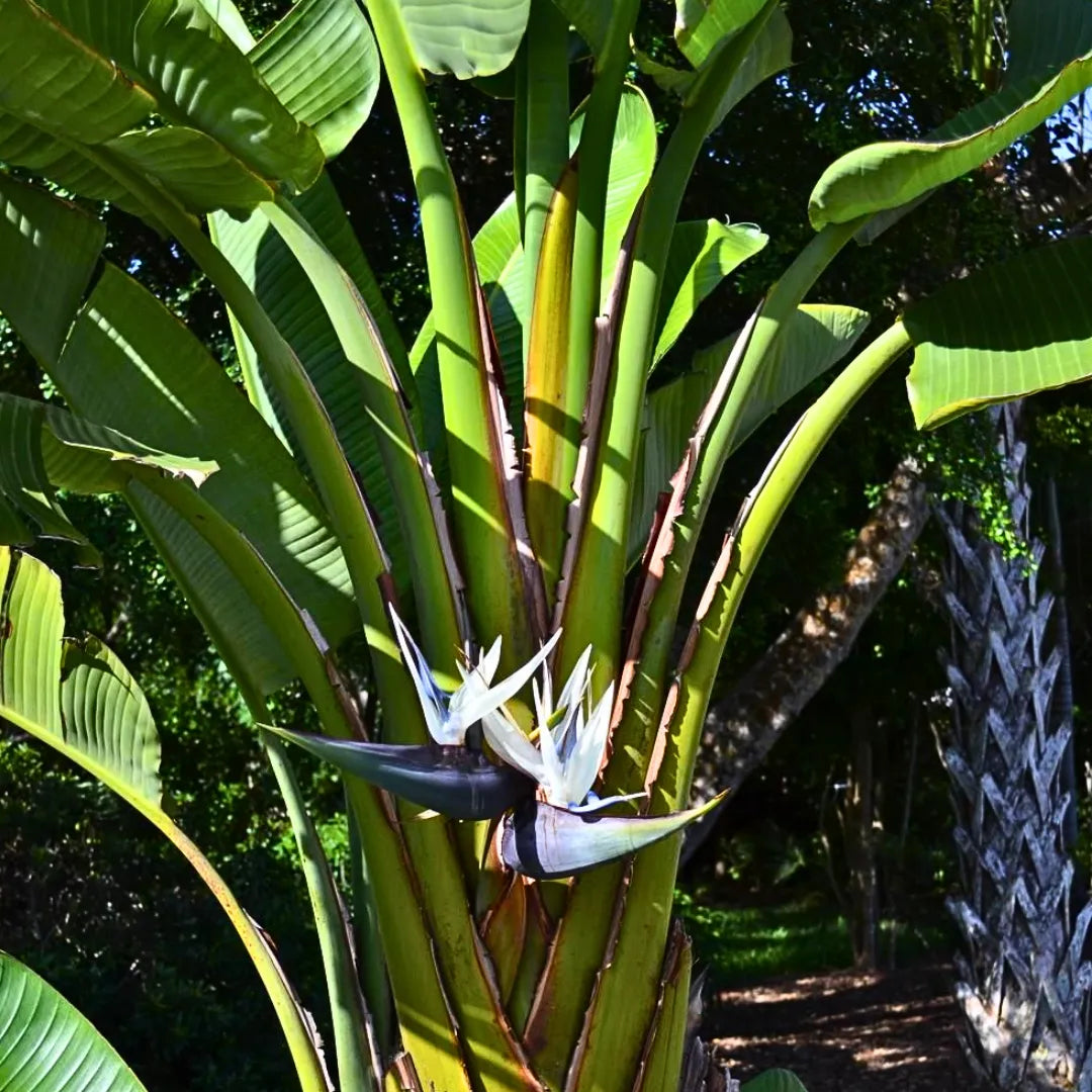 Buy White Strelitzia Nicolai - Plant Online at Lalitenterprise