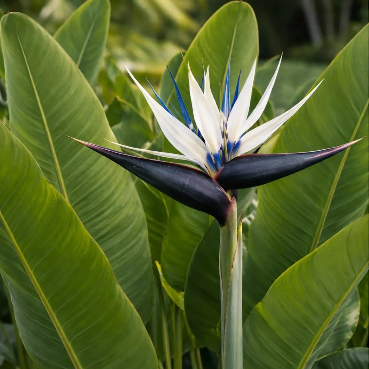 Buy Bird of Paradise "White" (Strelitzia Nicolai) - Plant Online at Lalitenterprise