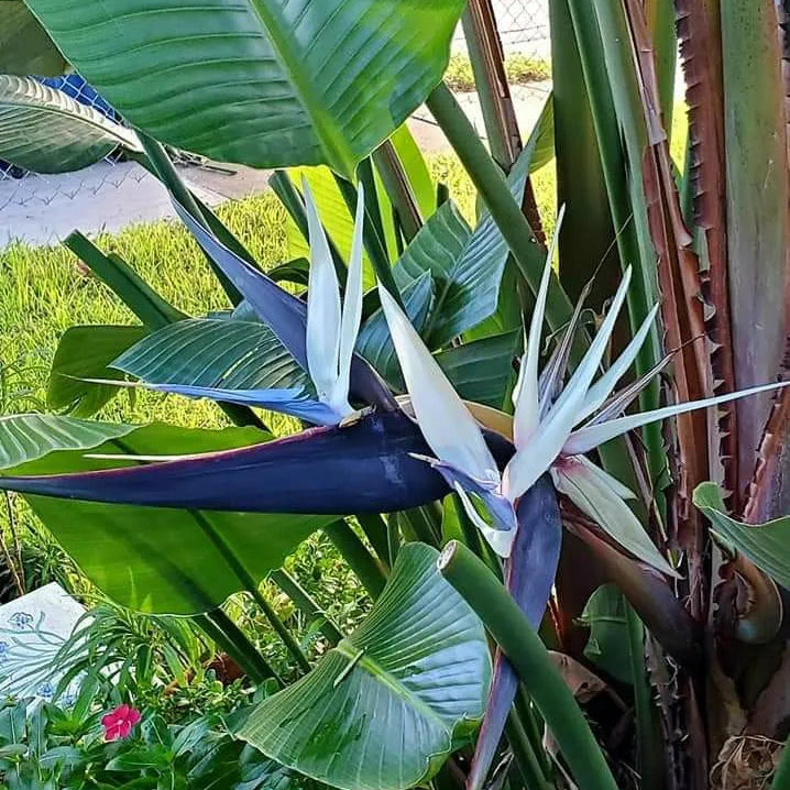 Buy Bird of Paradise "White" (Strelitzia Nicolai) - Plant Online at Lalitenterprise