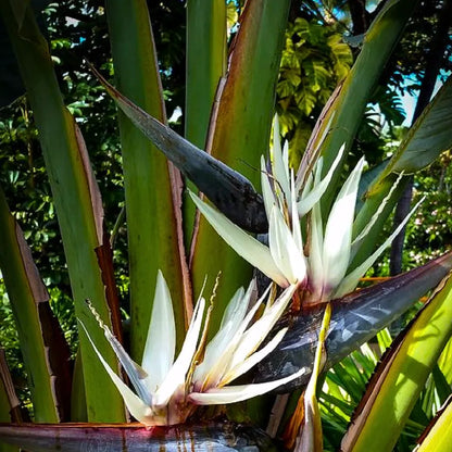Buy Bird of Paradise "White" (Strelitzia Nicolai) - Plant Online at Lalitenterprise