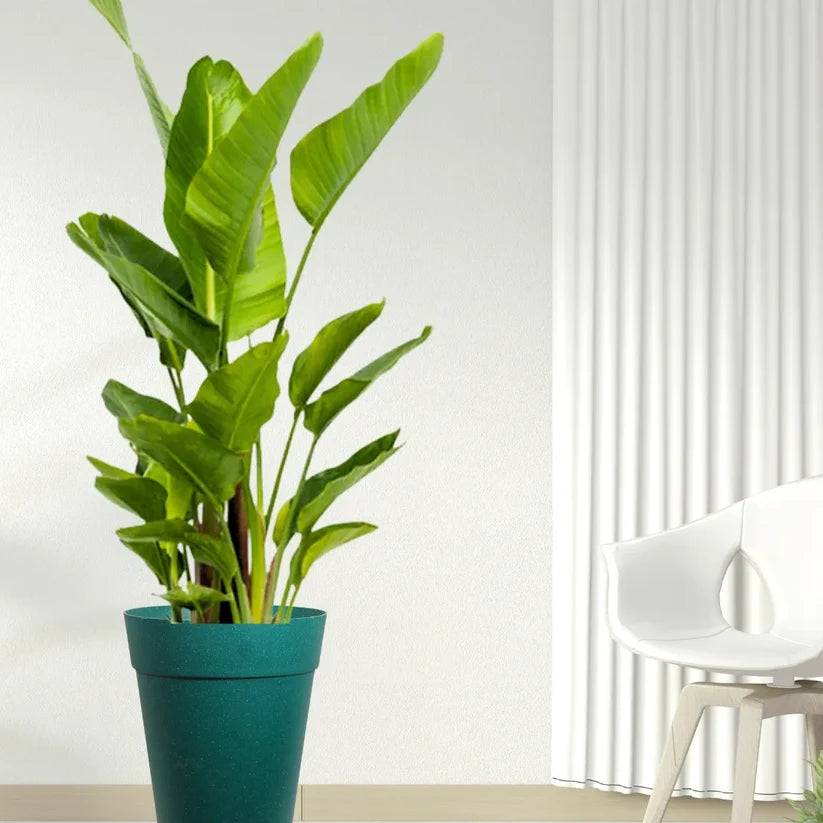 Buy Bird of Paradise "White" (Strelitzia Nicolai) - Plant Online at Lalitenterprise