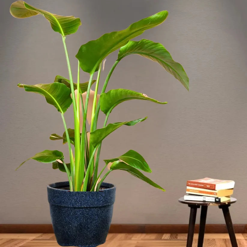 Buy Bird of Paradise "White" (Strelitzia Nicolai) - Plant Online at Lalitenterprise