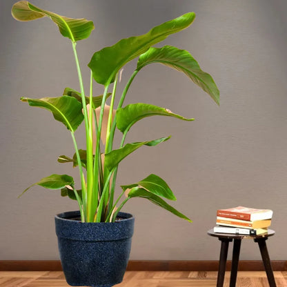 Buy Bird of Paradise "White" (Strelitzia Nicolai) - Plant Online at Lalitenterprise