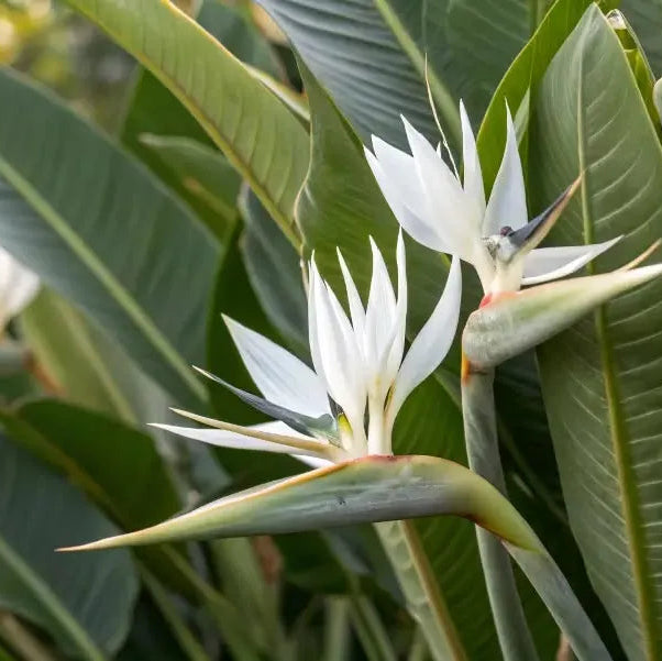 Buy Bird of Paradise "White" (Strelitzia Nicolai) - Plant Online at Lalitenterprise