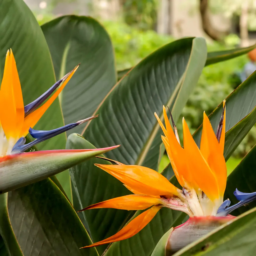 Buy Bird of Paradise - Plant Online at Lalitenterprise