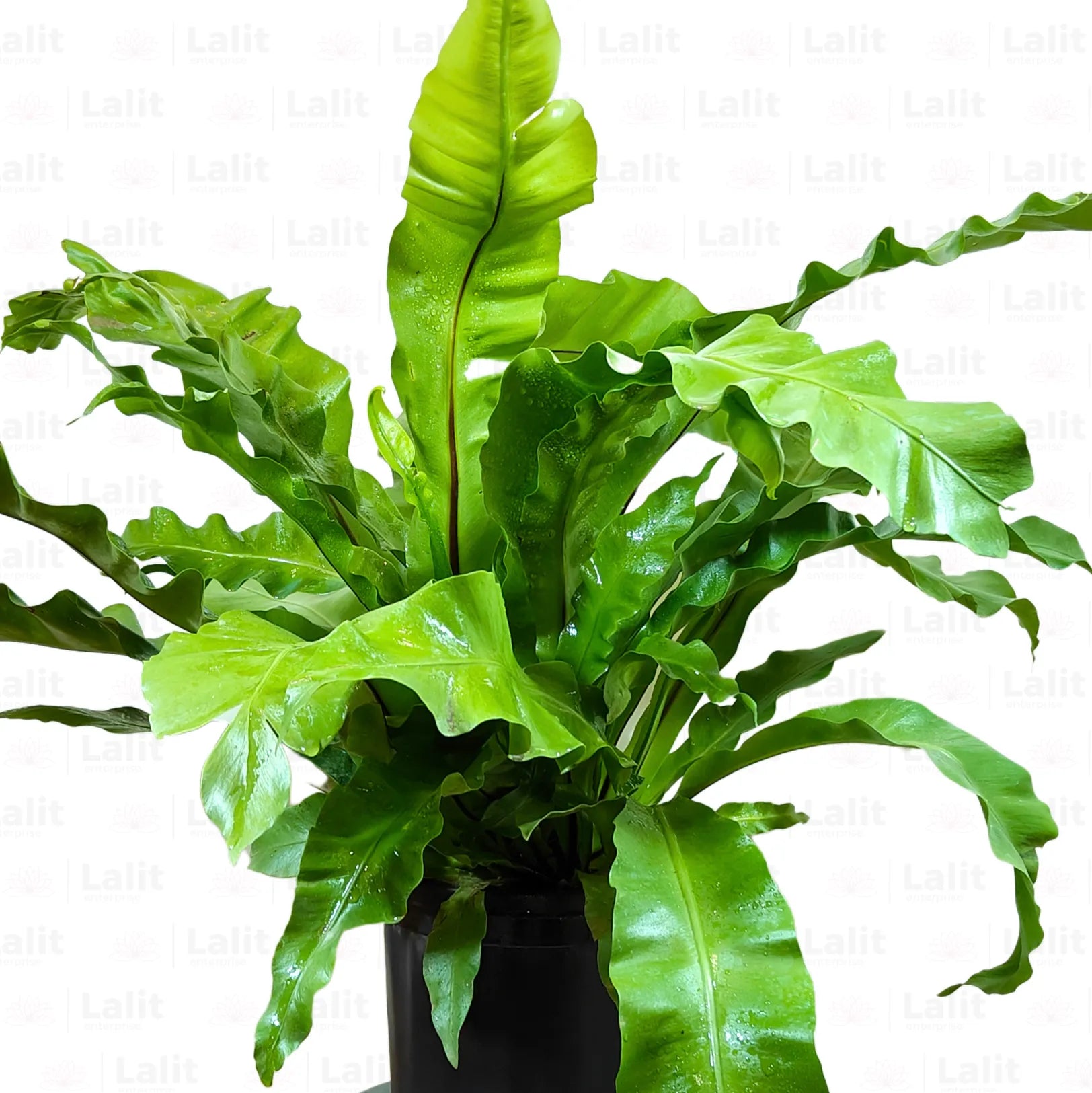 birds nest fern online Bird’s Nest Fern (Asplenium Nidus)