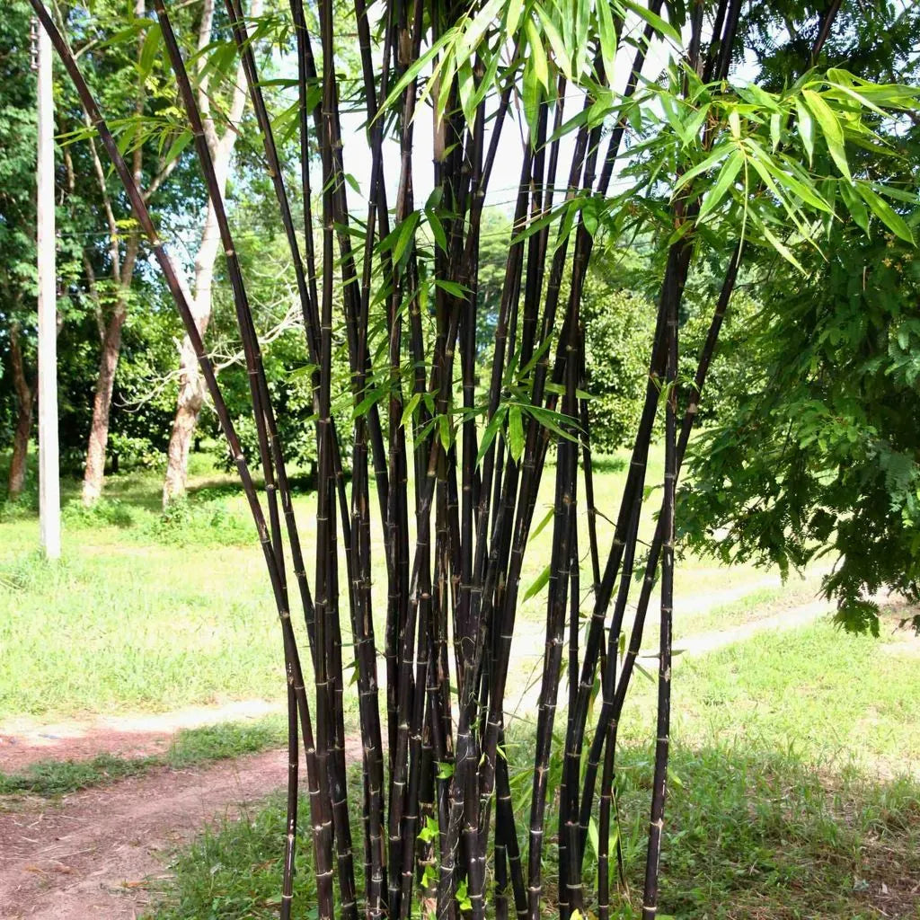 Buy Black Bamboo (Phyllostachys Nigra) - Plant Online at Lalitenterprise