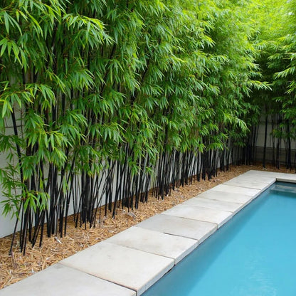 Buy Black Bamboo (Phyllostachys Nigra) - Plant Online at Lalitenterprise