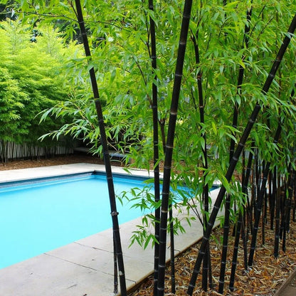 Buy Black Bamboo (Phyllostachys Nigra) - Plant Online at Lalitenterprise