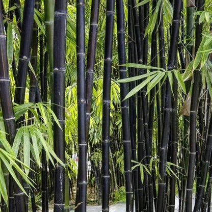 Buy Black Bamboo (Phyllostachys Nigra) - Plant Online at Lalitenterprise