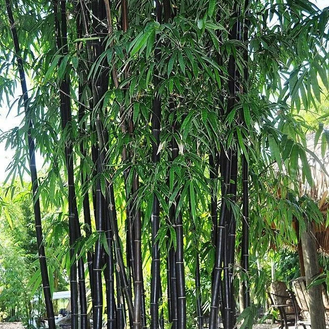 Buy Black Bamboo (Phyllostachys Nigra) - Plant Online at Lalitenterprise