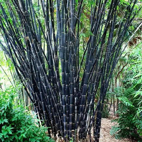Buy Black Bamboo (Phyllostachys Nigra) - Plant Online at Lalitenterprise