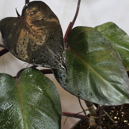 Buy Philodendron Erubescens "Black Cardinal" - Plant Online at Lalitenterprise