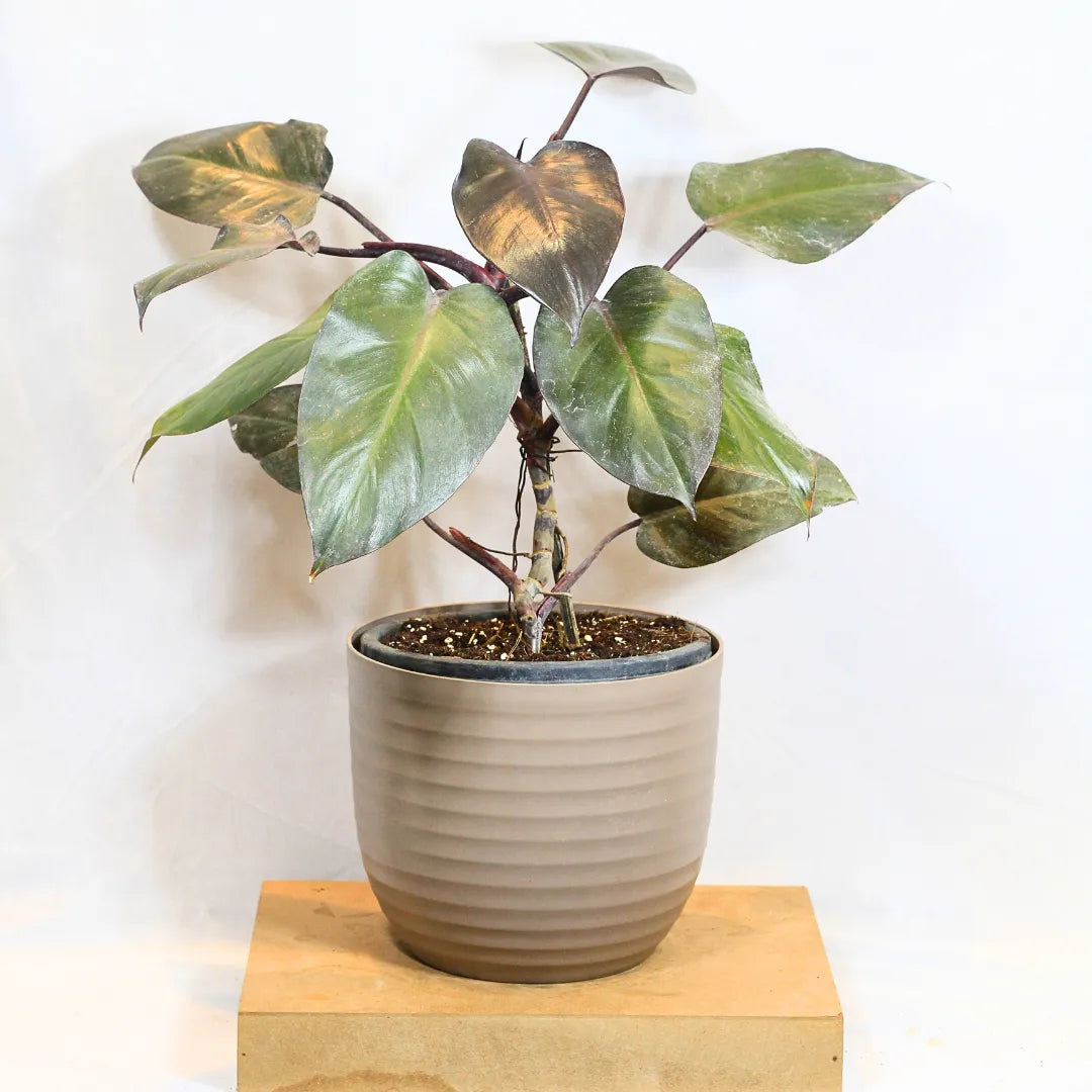 Buy Philodendron Erubescens "Black Cardinal" - Plant Online at Lalitenterprise