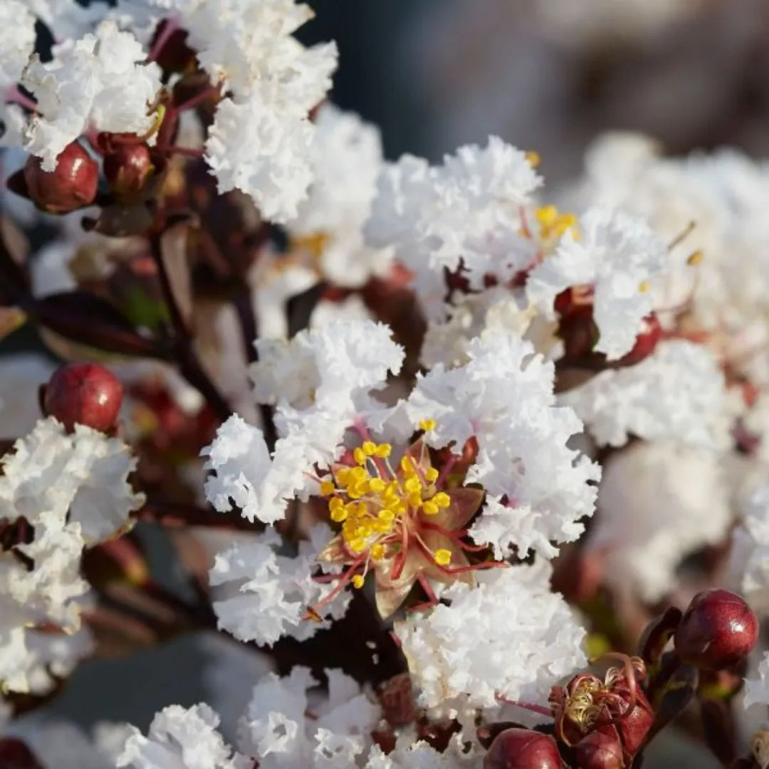 Buy Lunar Black Diamond Crape Myrtle "White" - Plant Online at Lalitenterprise