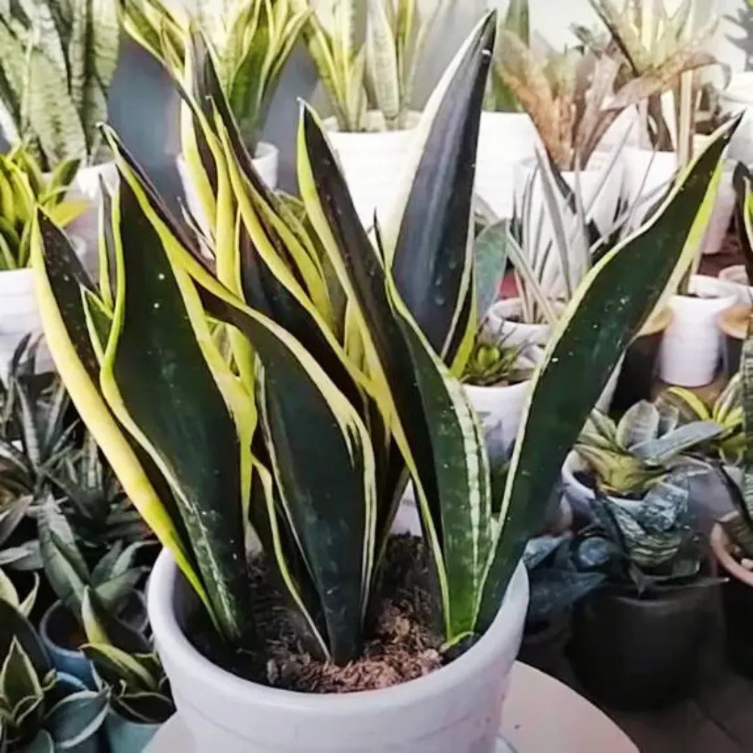 Buy Sansevieria Trifasciata "Black Gold" - Snake Plant  Online at Lalitenterprise