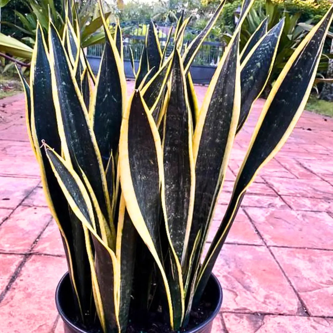 black gold snake plant for sale Sansevieria Trifasciata "Black Gold"