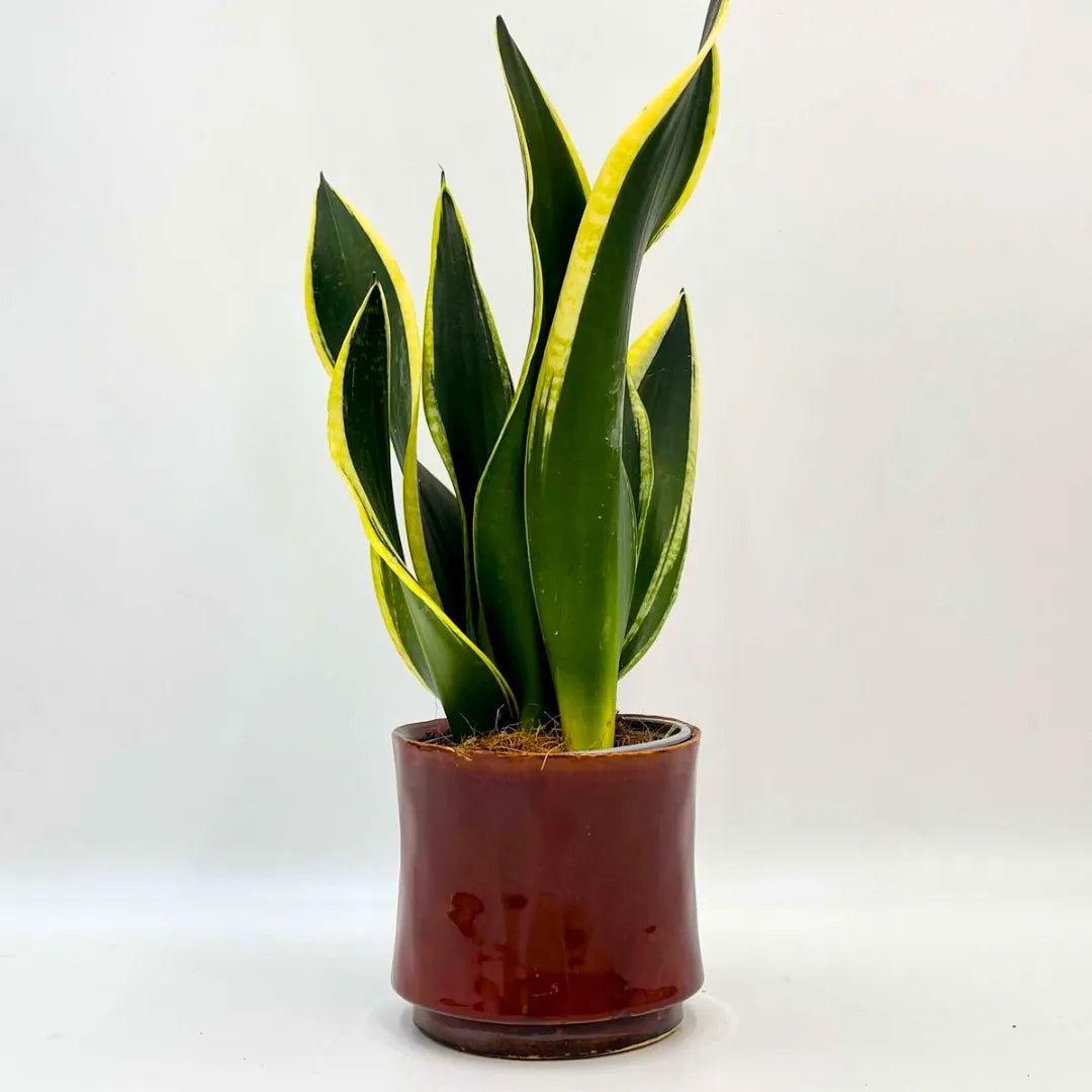 Buy "Black Gold" - Snake Plant  Online at Lalitenterprise