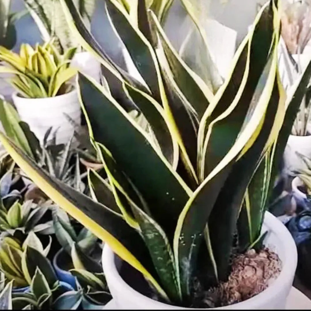 Buy Sansevieria Trifasciata "Black Gold" - Snake Plant  Online at Lalitenterprise