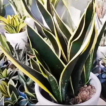 Buy Sansevieria Trifasciata "Black Gold" - Snake Plant  Online at Lalitenterprise