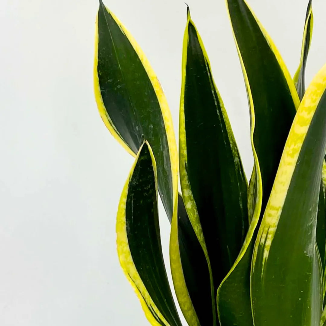 Buy Sansevieria Trifasciata "Black Gold" - Snake Plant  Online at Lalitenterprise