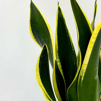 Buy Sansevieria Trifasciata "Black Gold" - Snake Plant  Online at Lalitenterprise