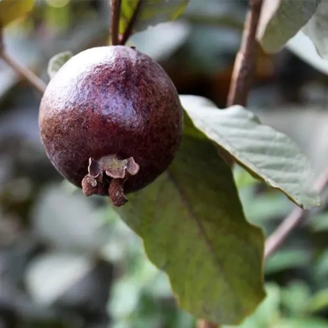 Buy Black Amrud Plant - Lalit Enterprise