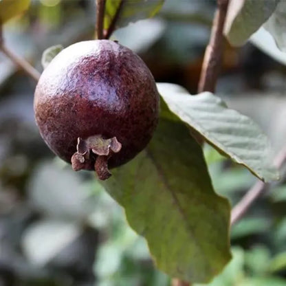 Buy Black Amrud Plant - Lalit Enterprise