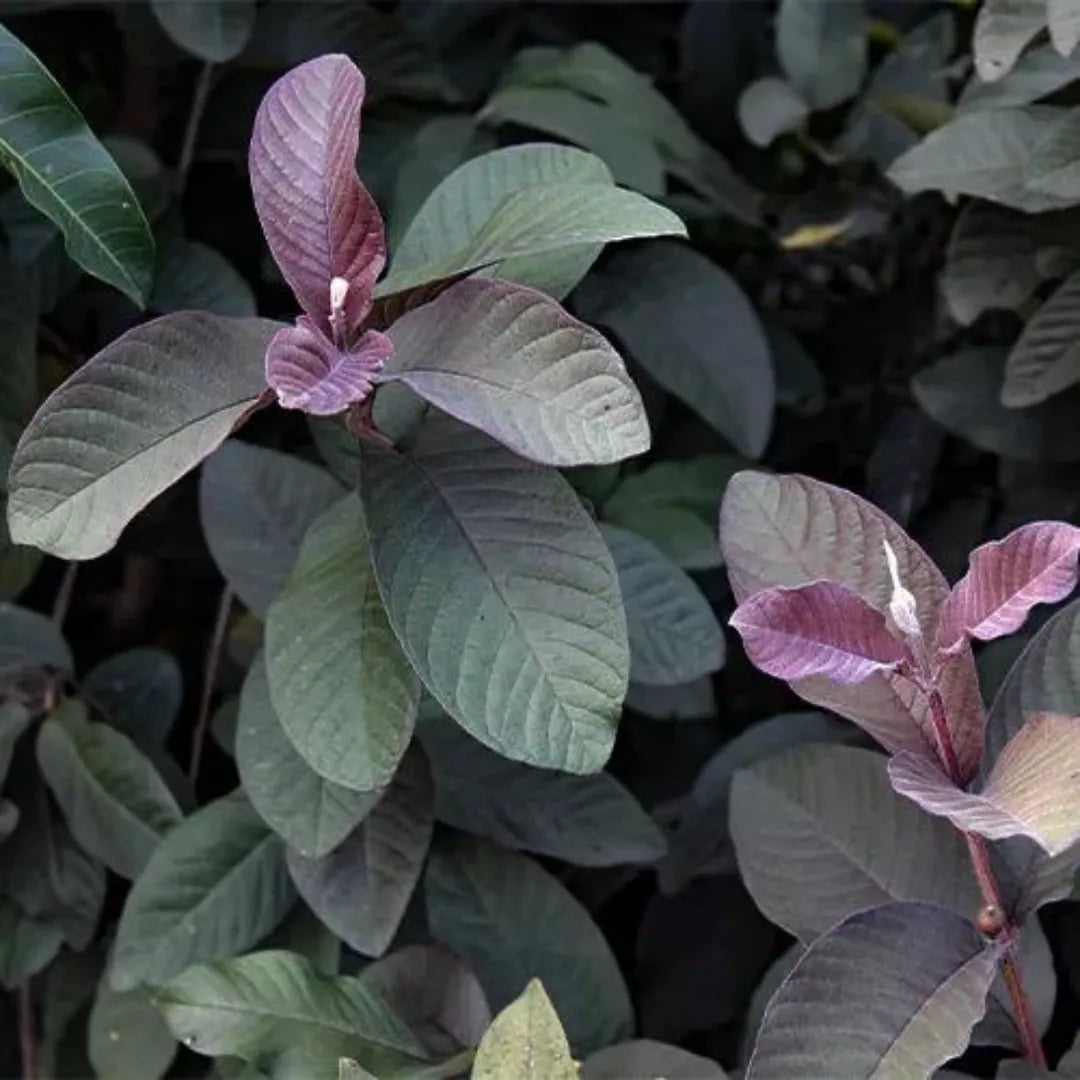 Black Guava Leaf - Lalit Enterprise