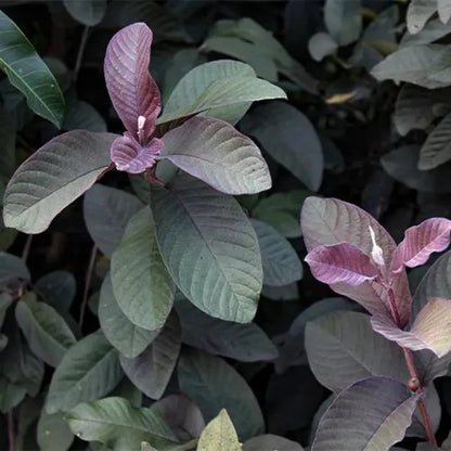 Black Guava Leaf - Lalit Enterprise
