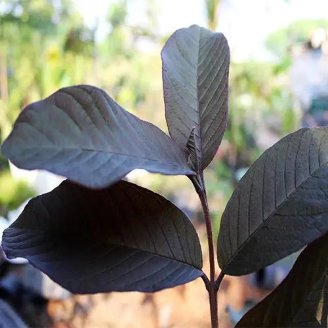 Buy Guava Plants - Lalit Enterprise