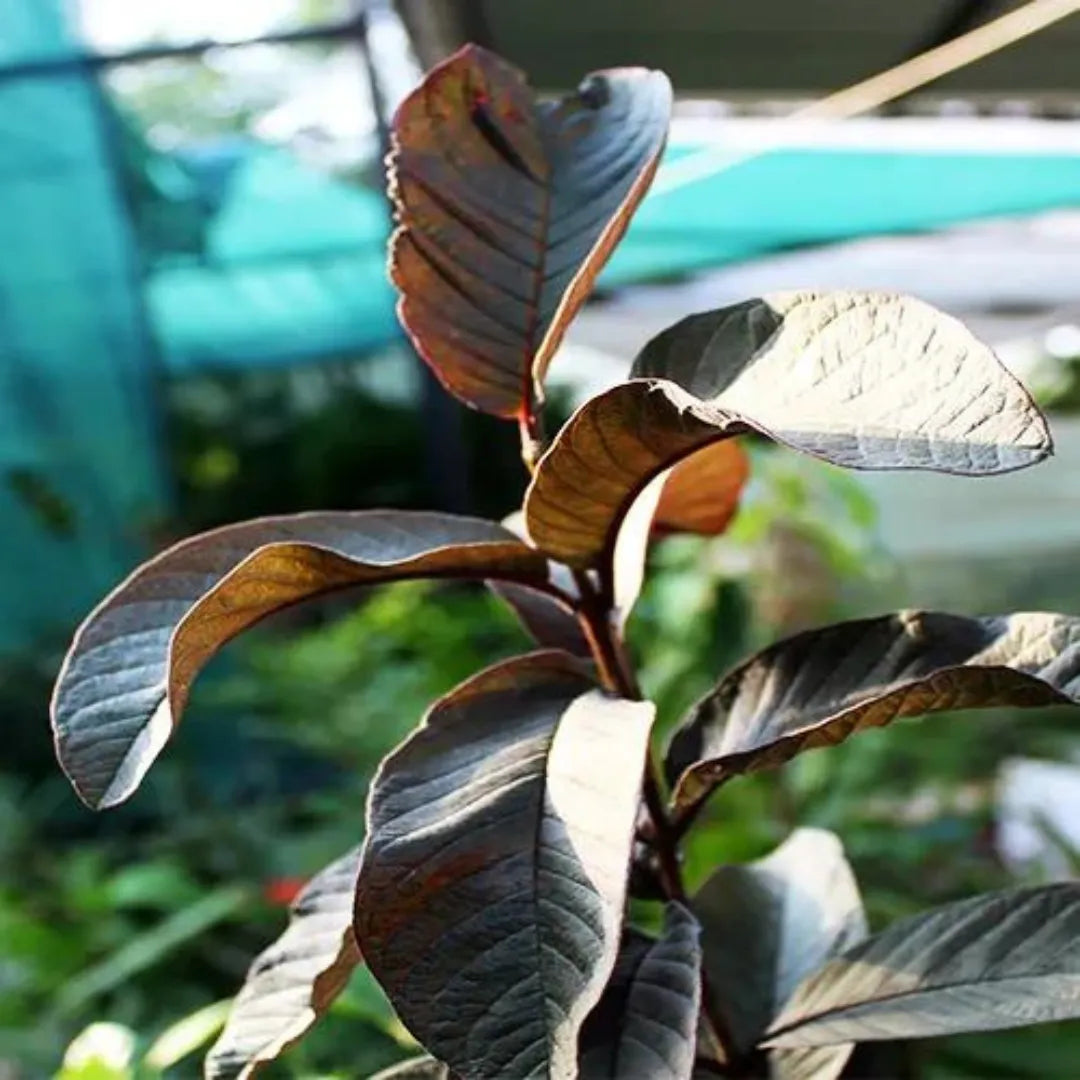 Amrud Leaf - Lalit Enterprise