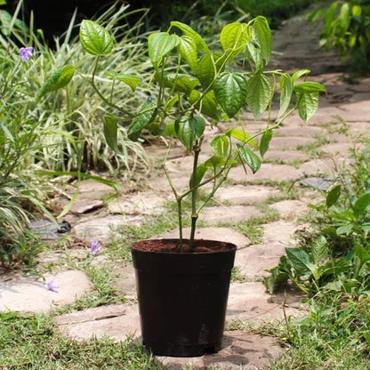 Buy Kali Mirch (Piper Nigrum) "Black Pepper" - Plant Online at Lalitenterprise