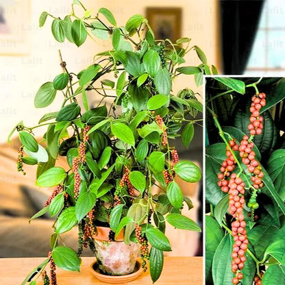 black pepper plant indoors Kali Mirch (Piper Nigrum) "Black Pepper"