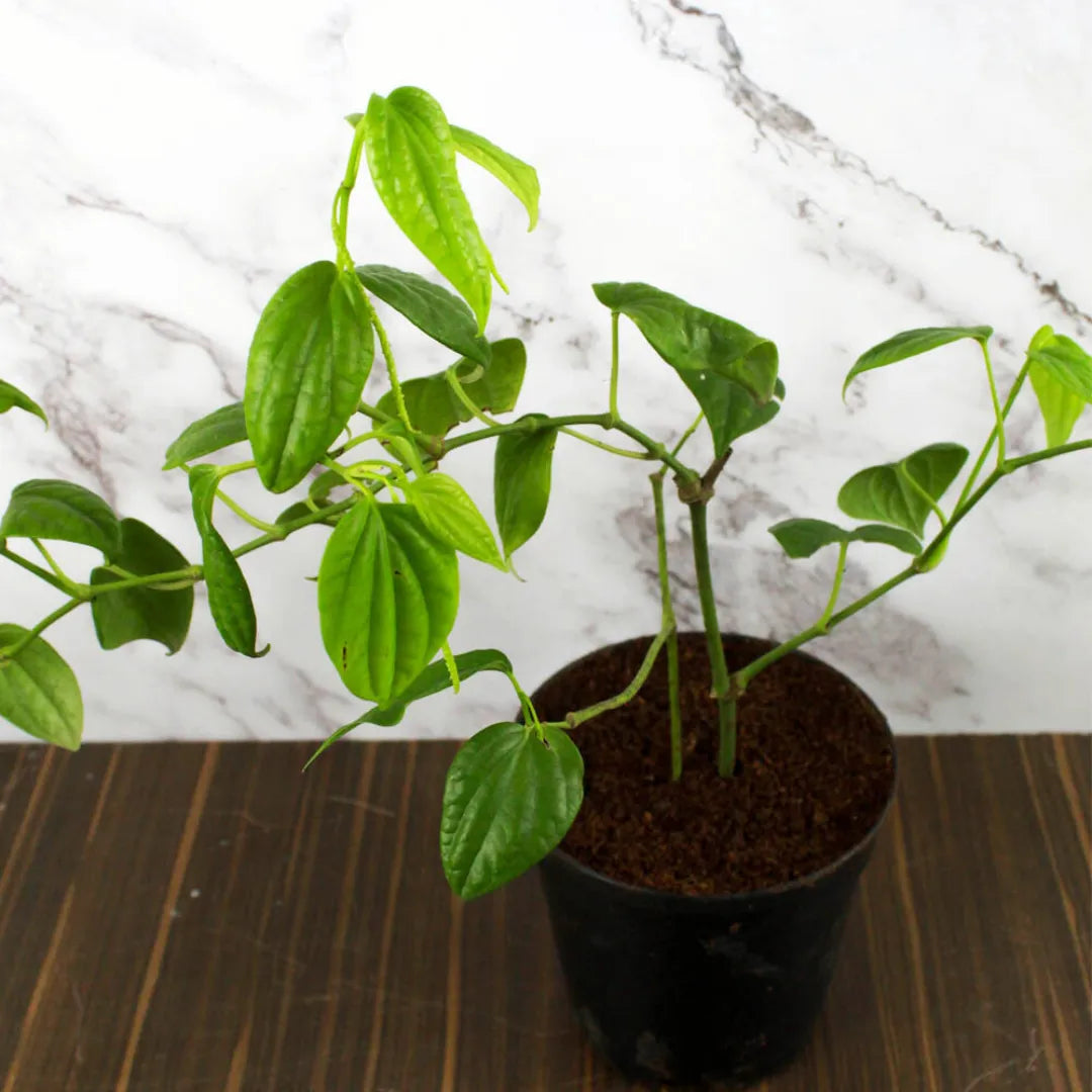 Buy Kali Mirch Plant Online at Lalitenterprise