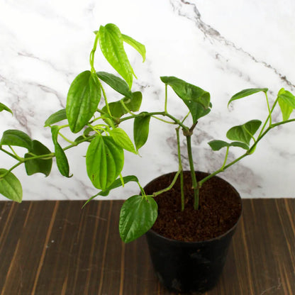 Buy Kali Mirch Plant Online at Lalitenterprise