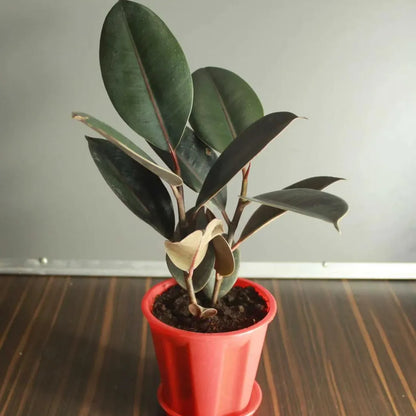 Ficus Elastica Plant