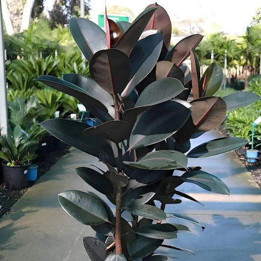 Buy Ficus Elastica | Black Rubber - Plant Online at  Lalitenterprise