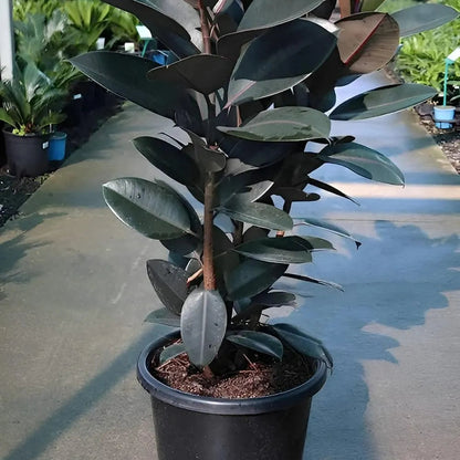 Buy Ficus Elastica | Black Rubber - Plant Online at  Lalitenterprise