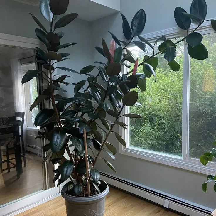 Buy Ficus Elastica | Black Rubber - Plant Online at  Lalitenterprise