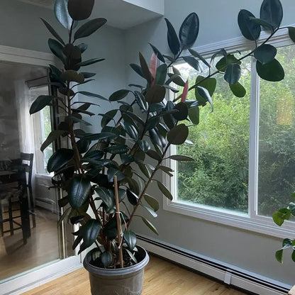 Buy Ficus Elastica | Black Rubber - Plant Online at  Lalitenterprise