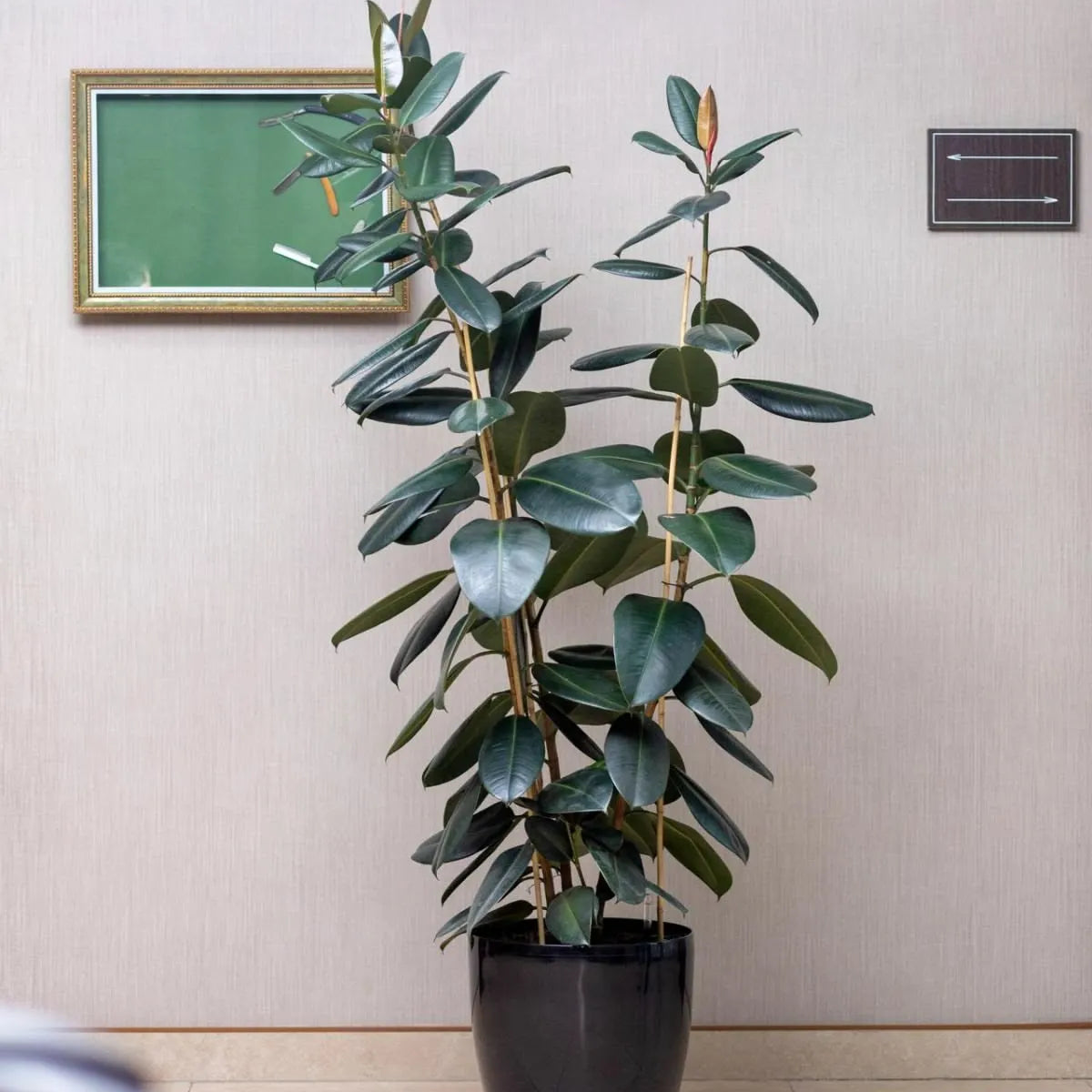 Buy Ficus Elastica | Black Rubber - Plant Online at  Lalitenterprise
